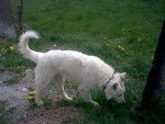 Amarocke - Berger Blanc Suisse