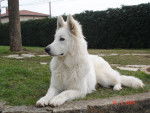 Brook - né le 17 mai 2006 - Berger Blanc Suisse