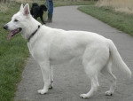 Snowy - Berger Blanc Suisse Femelle (2 ans)