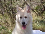 berger blanc suisse - LOUNA - Berger Blanc Suisse