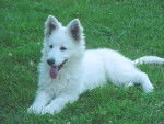 berger blanc suisse - Berger Blanc Suisse