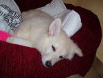 berger blanc suisse- louna - Berger Blanc Suisse