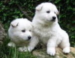 berger blanc suisse - Berger Blanc Suisse