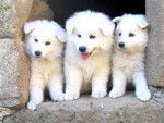 berger blanc suisse - Berger Blanc Suisse