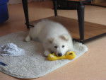 Baiky berger blanc suisse - Berger Blanc Suisse