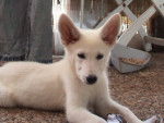 Berger blanc Suisse - Berger Blanc Suisse