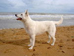 BERGER BLANC SUISSE / Kiba du Domaine des Petites Pattes - Berger Blanc Suisse