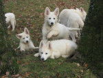 Berger Blanc Suisse - Berger Blanc Suisse