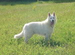 Berger Blanc Suisse Uthak du Bois des Ternes - Berger Blanc Suisse