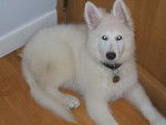 Sana (Berger blanc Suisse) - Berger Blanc Suisse