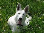 Photo Berger Blanc : Taika - Berger Blanc Suisse