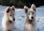 E'Flocon et E'neige - Berger Blanc Suisse