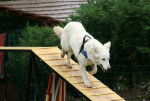 E'Neige des Ecrins de Sirius en agility - Berger Blanc Suisse