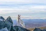 Un Berger Blanc Suisse en position statique sur un flanc de montagne 