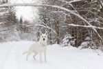 Un Berger Blanc Suisse en promenade en hiver