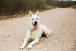 Un Berger Blanc Suisse  allongé au milieu d'un sentier pédestre