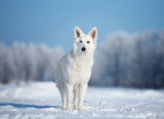 Un Berger Blanc Suisse se promène en montagne