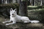 Un Berger Blanc Suisse allongé dans une forêt