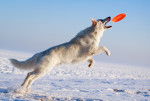 Un Berger Blanc Suisse en train de bondir pour attraper un frisbee 