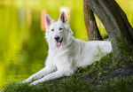 Un Berger Blanc Suisse  allongé au bord d'un lac