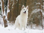 Un Berger Blanc Suisse en position statique dans la neige