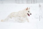 Un Berger Blanc Suisse en train de courir dans la neige