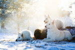 Des Berger Blanc Suisse posant sous la neige dans une forêt