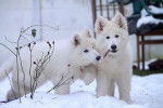 blanco(gauche)lilas - Berger Blanc Suisse (6 mois)