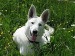 Sultan - Berger Blanc Suisse Mâle (2 mois)