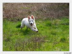 Brigand (en plein virage) - Berger Blanc Suisse Mâle (5 mois)