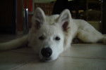 fidji - Berger Blanc Suisse Femelle (5 mois)