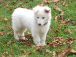 Daïka - Berger Blanc Suisse Femelle (1 an)