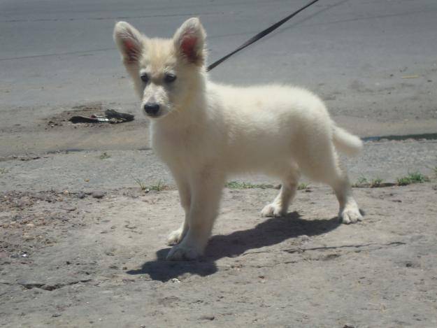 Edward - Berger Blanc Suisse Mâle (3 mois)