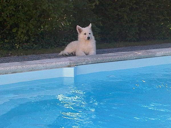 Blanco - Berger Blanc Suisse Mâle