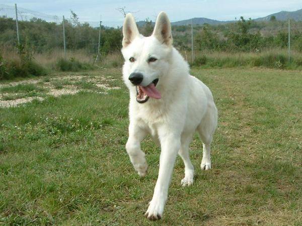 Niki - Berger Blanc Suisse Femelle (4 mois)