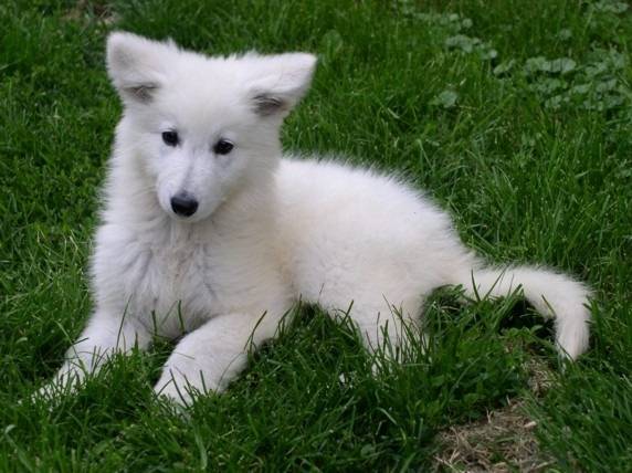 IRIS - Berger Blanc Suisse Femelle (2 mois)