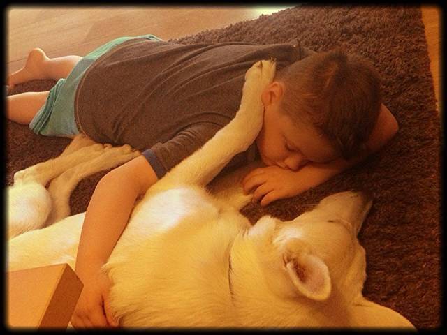 Bolt - Berger Blanc Suisse Mâle (3 ans)