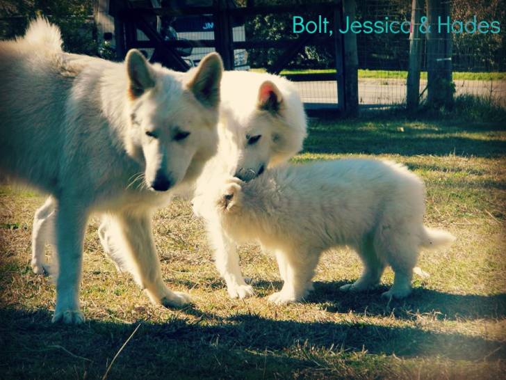 Bolt, Jessica & Hades - Berger Blanc Suisse