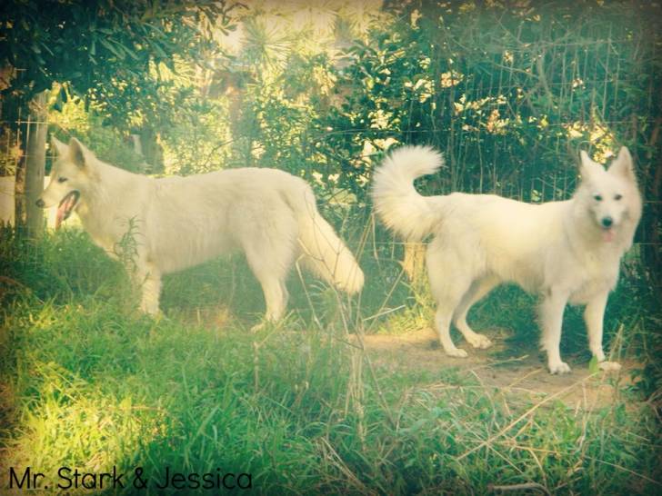 Mr. Stark & Jessica - Berger Blanc Suisse (3 ans)