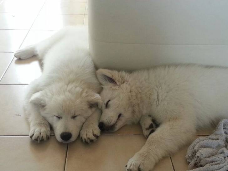 Mes deux petits bébés ? - Berger Blanc Suisse Mâle (3 mois)