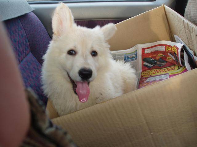 berger blanc suisse- louna - Berger Blanc Suisse