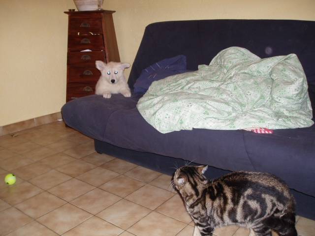 berger blanc suisse- louna - Berger Blanc Suisse