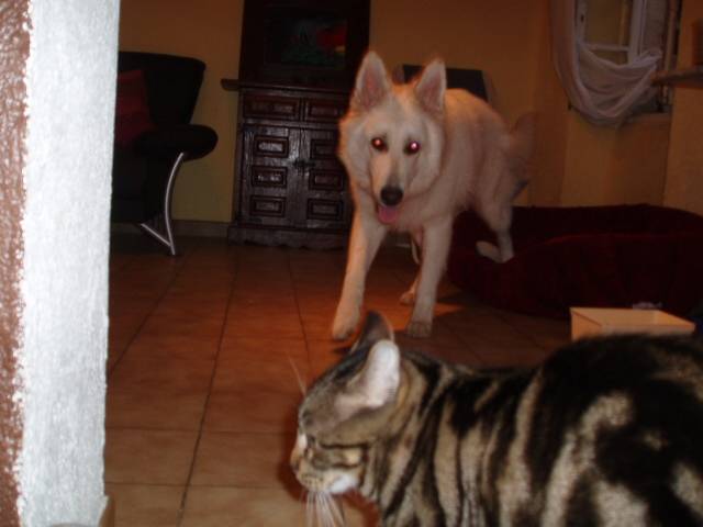 berger blanc suisse- louna - Berger Blanc Suisse