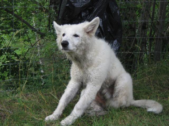berger blanc suisse - Berger Blanc Suisse