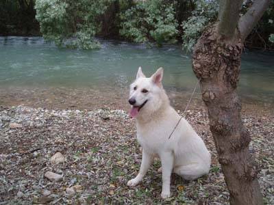 berger blanc suisse- Louna - Berger Blanc Suisse