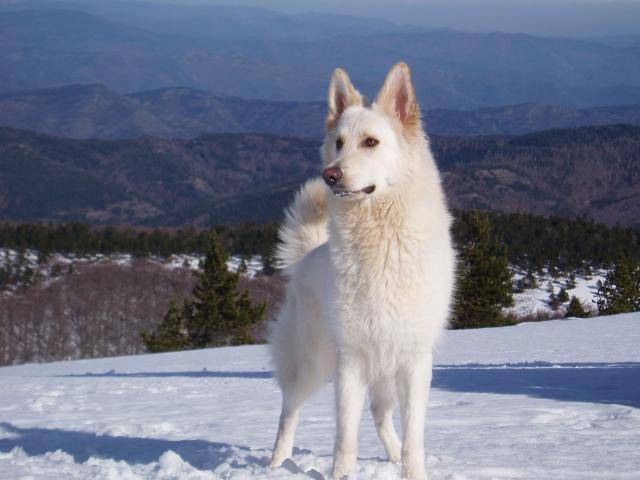 Louna : Berger Blanc Suisse ! - Berger Blanc Suisse