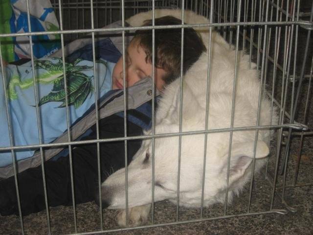 berger blanc suisse bruce - Berger Blanc Suisse