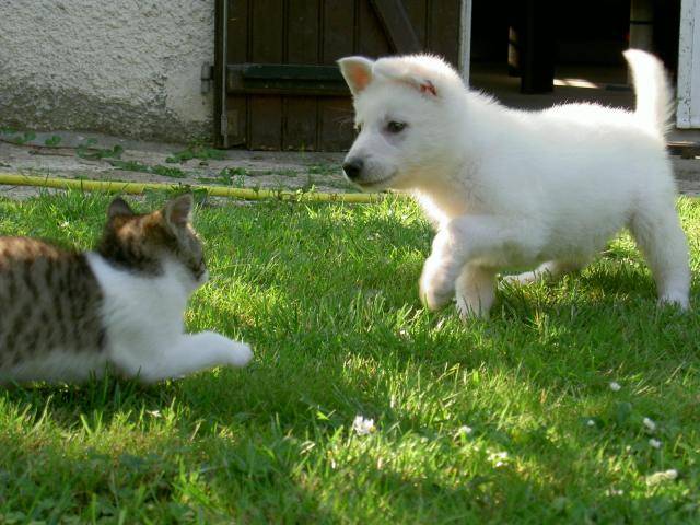 BERGER BLANC SUISSE / KIBA du domaine des petites pattes - Berger Blanc Suisse