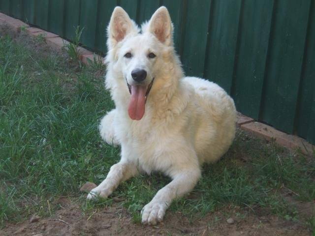 Berger Blanc Suisse \