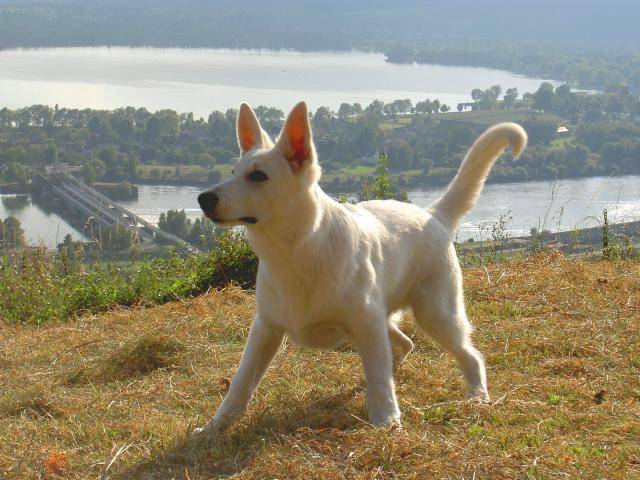 BERGER BLANC SUISSE / KIBA du Domaine des Petites Pattes - Berger Blanc Suisse